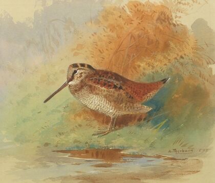 Woodcock at water’s edge (1898)