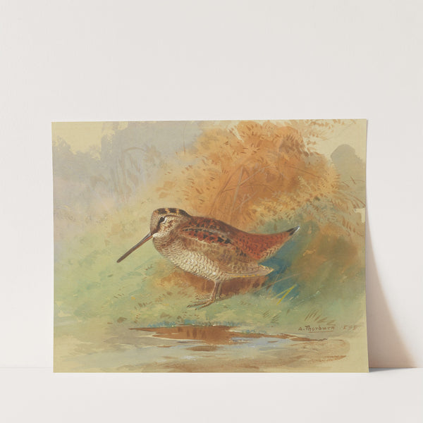 Woodcock at water’s edge (1898) by Archibald Thorburn