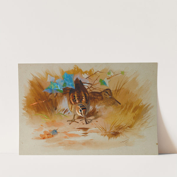 Woodcock In A Sandy Hollow by Archibald Thorburn