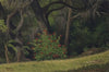 Woodland Scene with Red-Flowered Bush
