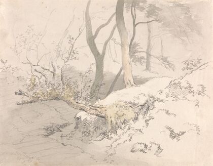 Woodland Shadow