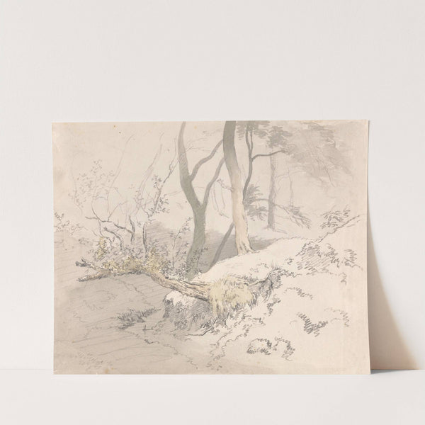 Woodland Shadow by Robert Hills