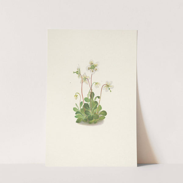 Woodnymph. Moneses uniflora (1925) by Mary Vaux Walcott