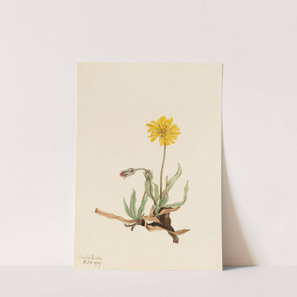 Woolly Agoseris (Agoseris villosa) (1919) by Mary Vaux Walcott