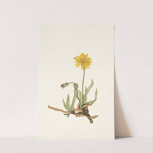 Woolly Agoseris. Agoseris villosa (1925) by Mary Vaux Walcott