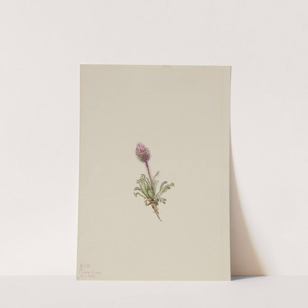 Woolly Fleabane (Erigeron lanatus) (1921) by Mary Vaux Walcott