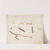 Worm, Centipede, Millipede, and Other Long Creatures (1575-1590) by Joris Hoefnagel