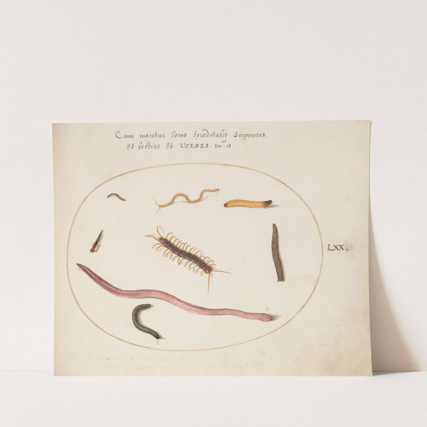 Worm, Centipede, Millipede, and Other Long Creatures (1575-1590) by Joris Hoefnagel