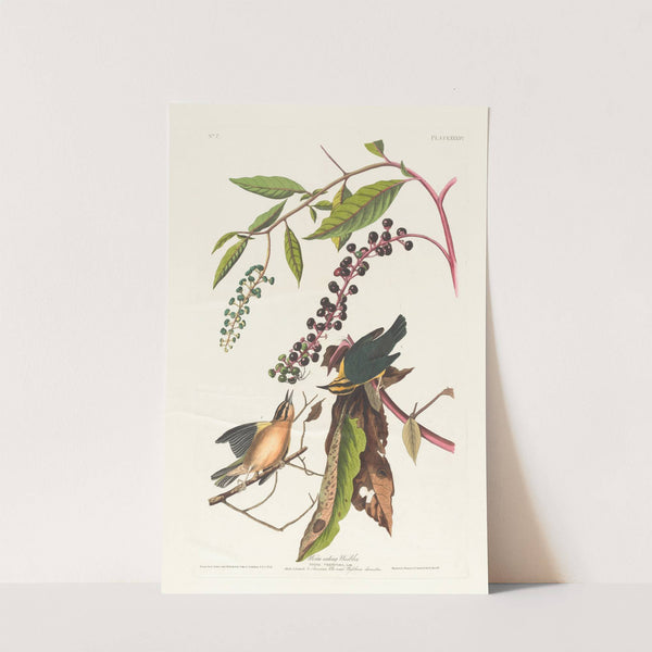 Worm eating warbler by John James Audubon