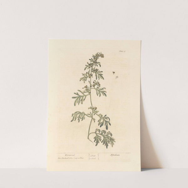 Wormwood by Elizabeth Blackwell