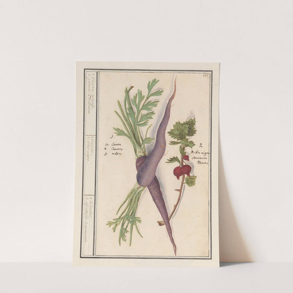 Wortel (Daucus carota) en rode bes (Ribes rubrum) 1. Caroten, wortels. 2. planen Aelbesien (1596-1610) by Anselmus Boëtius de Boodt