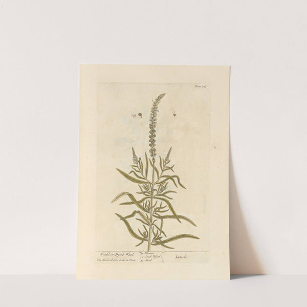 Would or dyer's weed by Elizabeth Blackwell