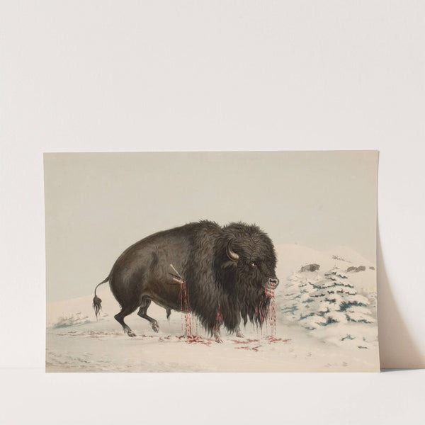Wounded Buffalo Bull by George Catlin