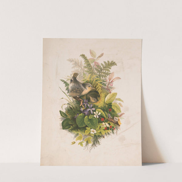 Wren’s nest and ferns (1874) by Olive E Whitney