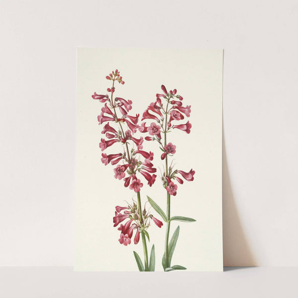 Wright Pentstemon. Pentstemon wrightii (1925) by Mary Vaux Walcott