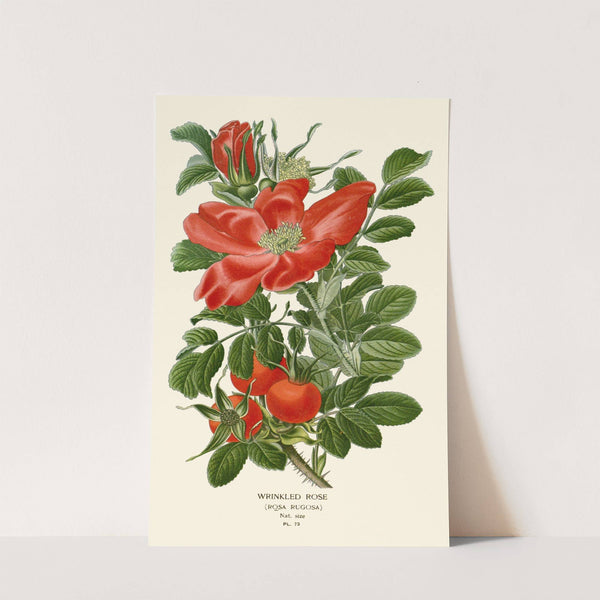 Wrinkled Rose (1896-1897) by Edward Step