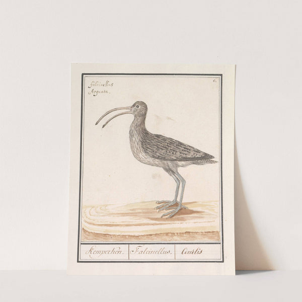 Wulp (Numenius arquata) (1596-1610) by Anselmus Boëtius de Boodt