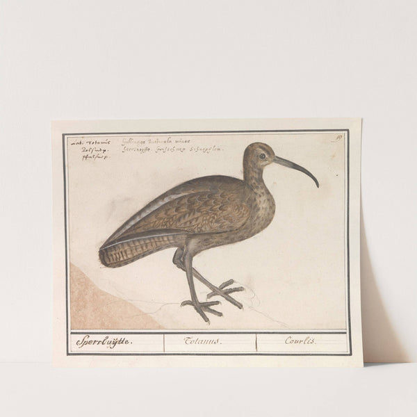 Wulp (Numenius arquata). (1596-1610) by Anselmus Boëtius de Boodt