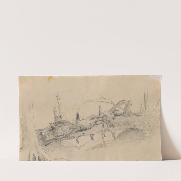 Wurzelwerk, umgestürzter Baum. by Johann Peter Krafft