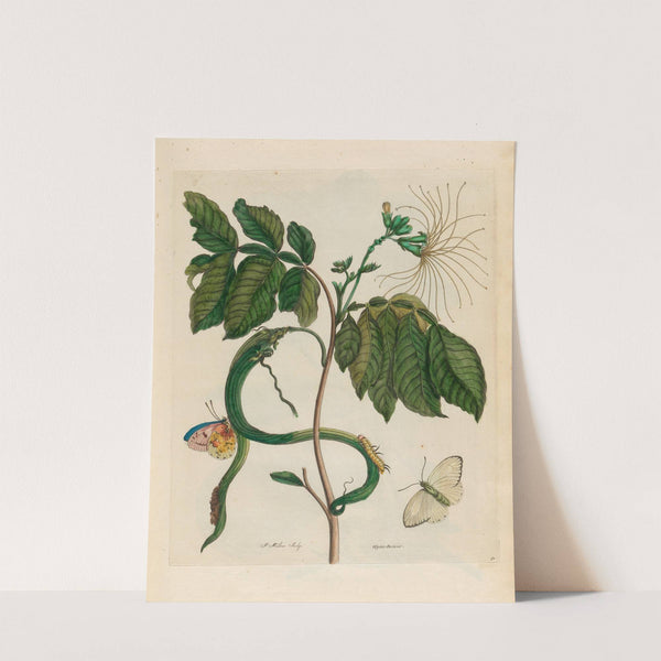 Wycke-Bockies (1719) by Maria Sibylla Merian