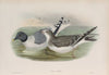 Xema Sabini. Sabine’s Gull. (1862-1873)