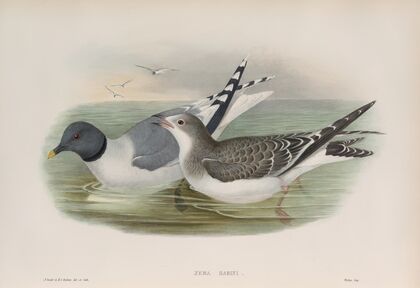 Xema Sabini. Sabine’s Gull. (1862-1873)