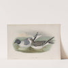 Xema Sabini. Sabine’s Gull. (1862-1873) by John Gould