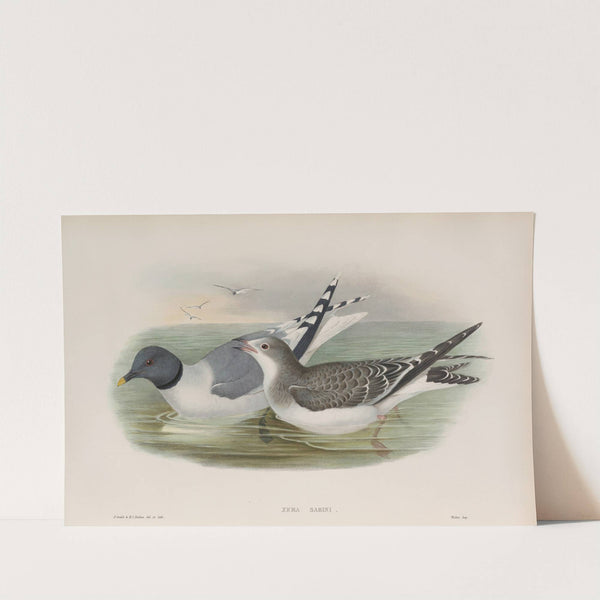 Xema Sabini. Sabine’s Gull. (1862-1873) by John Gould