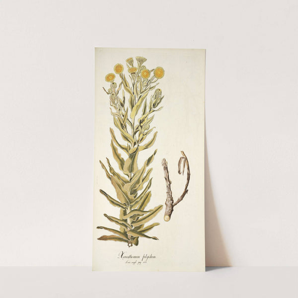 Xeranthemum fulgidum by Nikolaus Joseph Freiherr von Jacquin