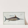 Xiphias Gladius, The Sword Fish. (1785-1797) by Marcus Elieser Bloch