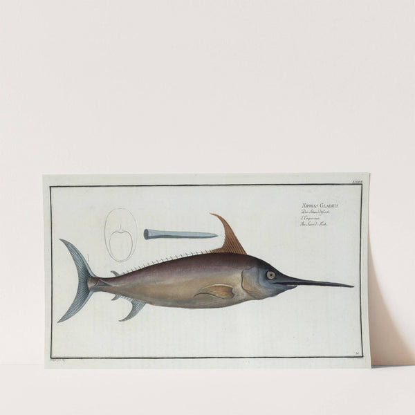 Xiphias Gladius, The Sword Fish. (1785-1797) by Marcus Elieser Bloch