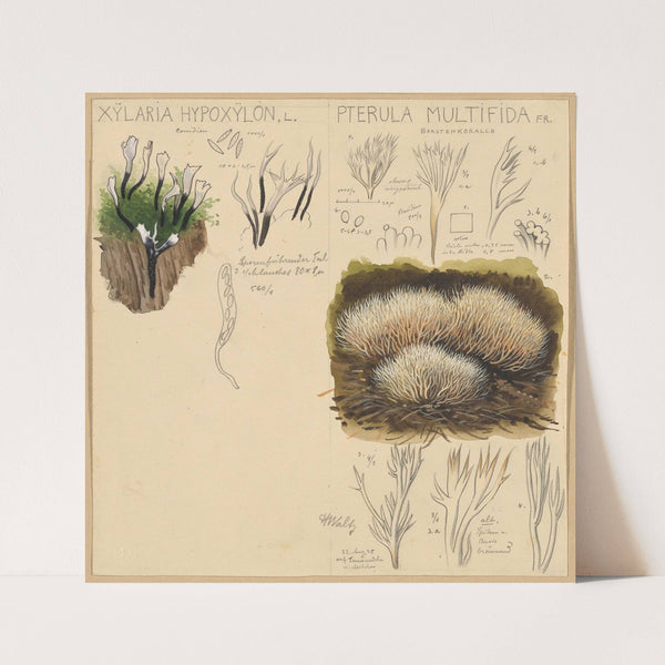 Xylaria hypoxylon, Pterula multifida (1915-1945) by Hans Walty