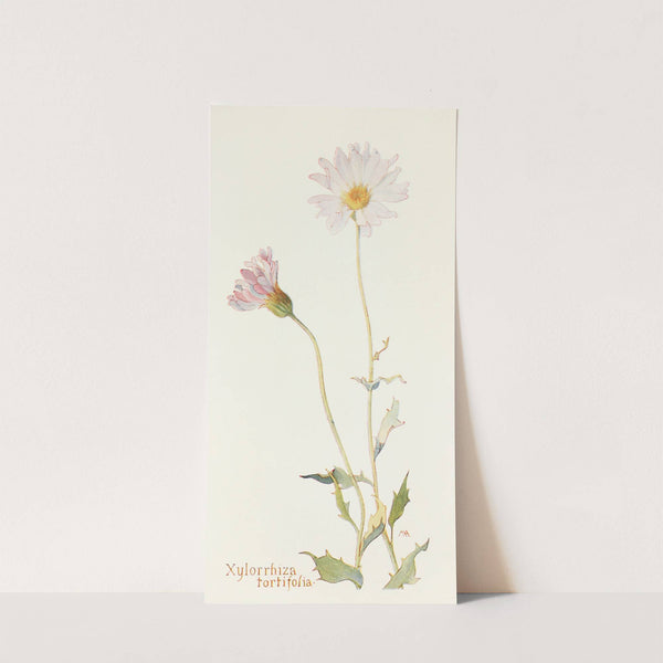 Xylorrhiza tortifolia by Margaret Armstrong