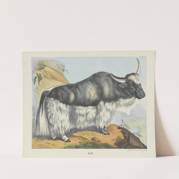 Yack (1829-1880) by Joseph Scholz