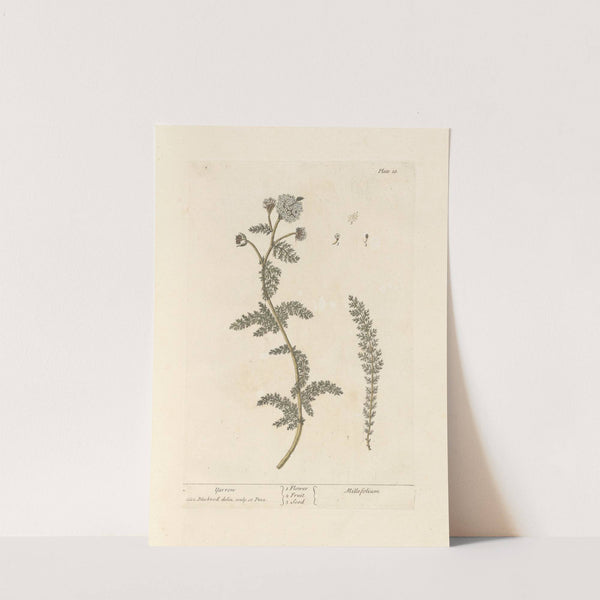 Yarrow by Elizabeth Blackwell