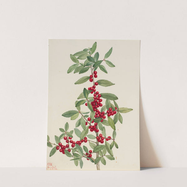 Yaupon (Ilex vomitoria) (1926) by Mary Vaux Walcott