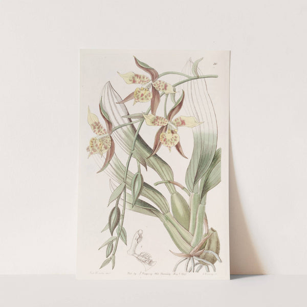 Yellow and Brown Odontoglossum by Sydenham Edwards