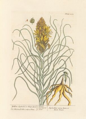 Yellow asphodel or king’s spear