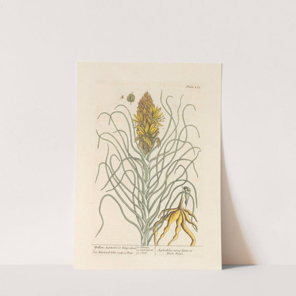 Yellow asphodel or king's spear by Elizabeth Blackwell