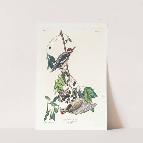 Yellow bellied woodpecker by John James Audubon