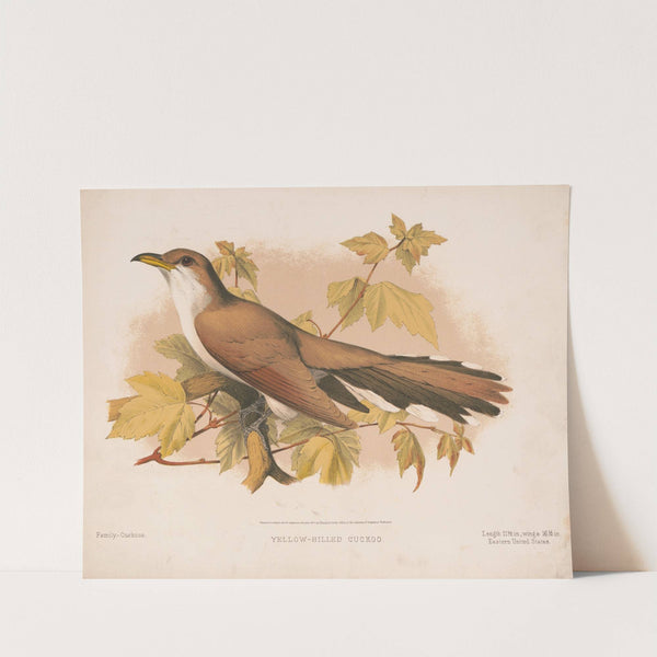 Yellow-billed cuckoo (1874) by Louis Prang & Co.