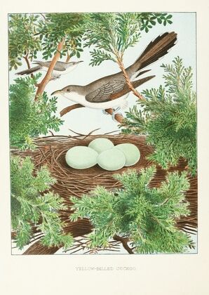 Yellow-billed Cuckoo