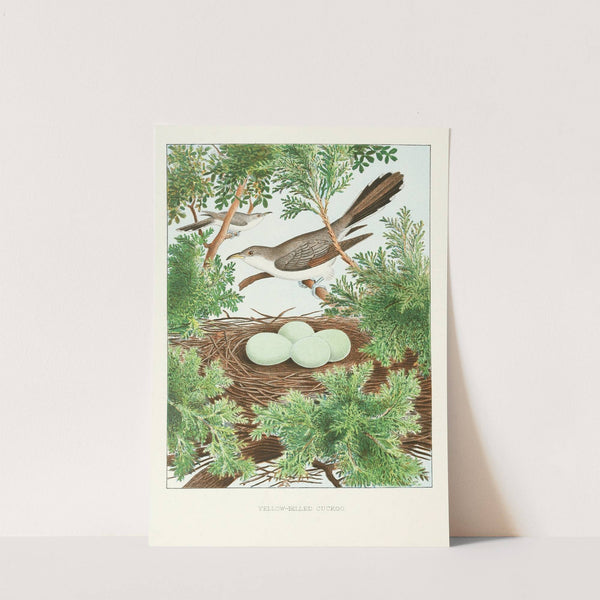 Yellow-billed Cuckoo (1882) by Edwin L. Sheppard