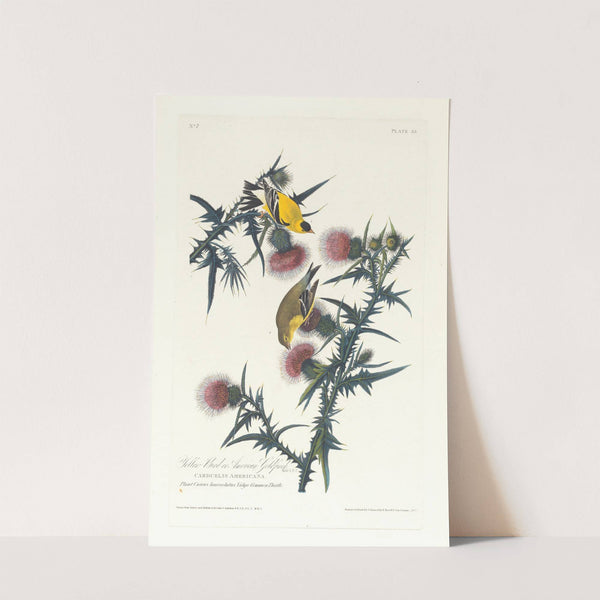 Yellow bird or American goldfinch by John James Audubon