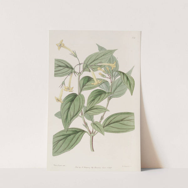Yellow Bouvardia by Sydenham Edwards
