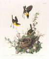 Yellow-breasted chat