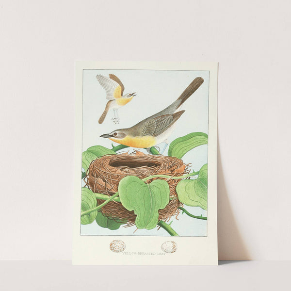 Yellow-breasted Chat (1882) by Edwin L. Sheppard