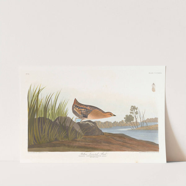 Yellow-breasted rail by John James Audubon