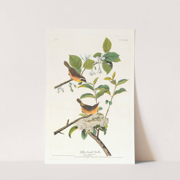 Yellow-breasted warbler by John James Audubon