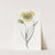 Yellow Calochortus by Sydenham Edwards